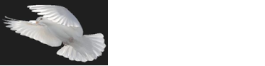 shalom property consultants